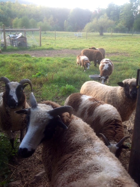 Dancing Pony Sheep Farm