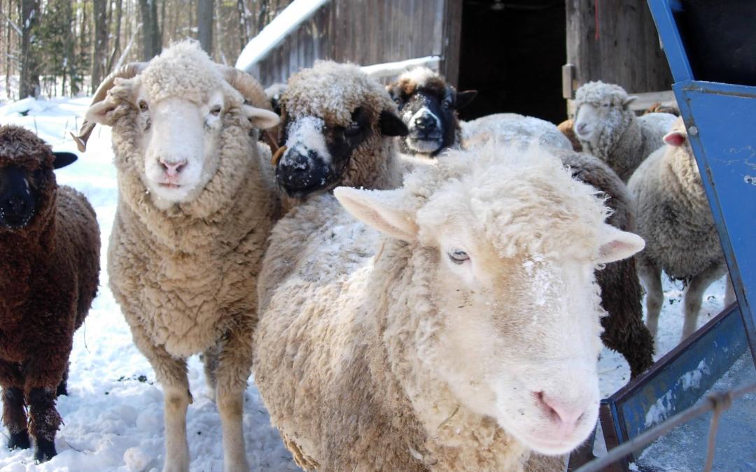 Sunshine Daydream Farm and Gardens