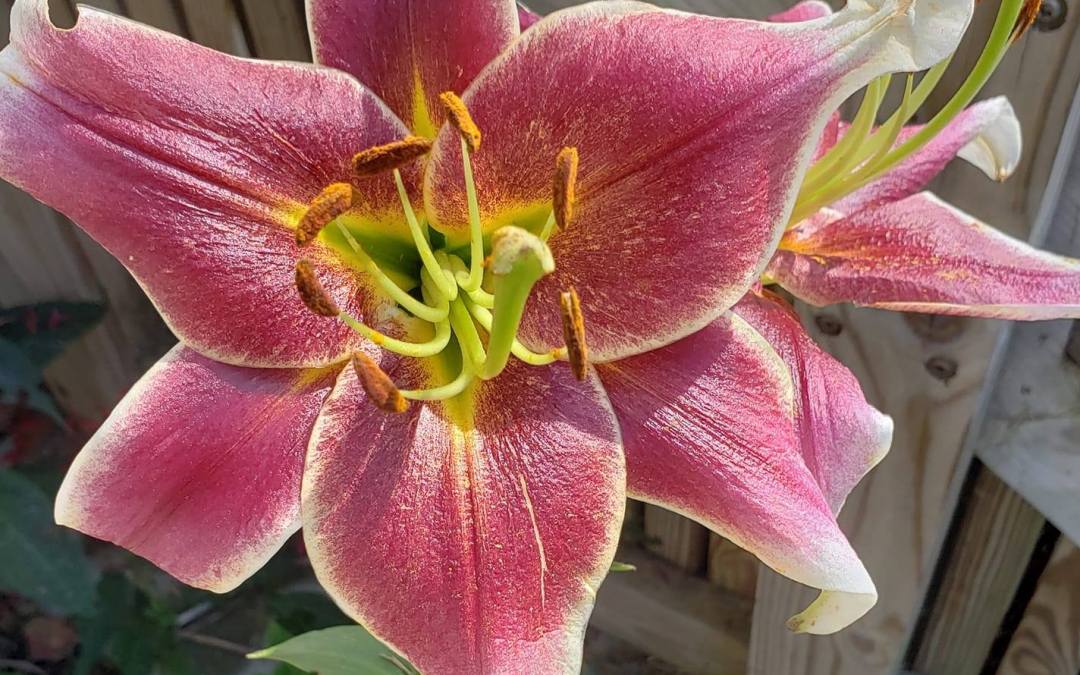 Daylilly B True Rabbitry