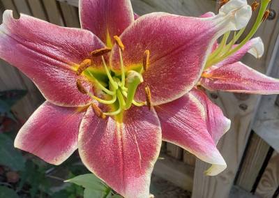 Daylilly B True Rabbitry