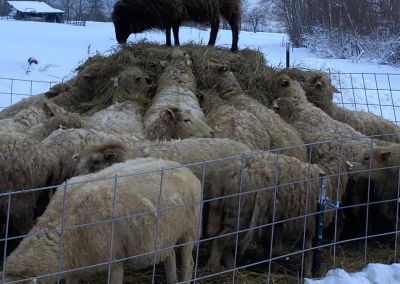 Heart Stone Farm LLC