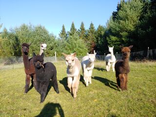 Alpacas at Holistic Farm