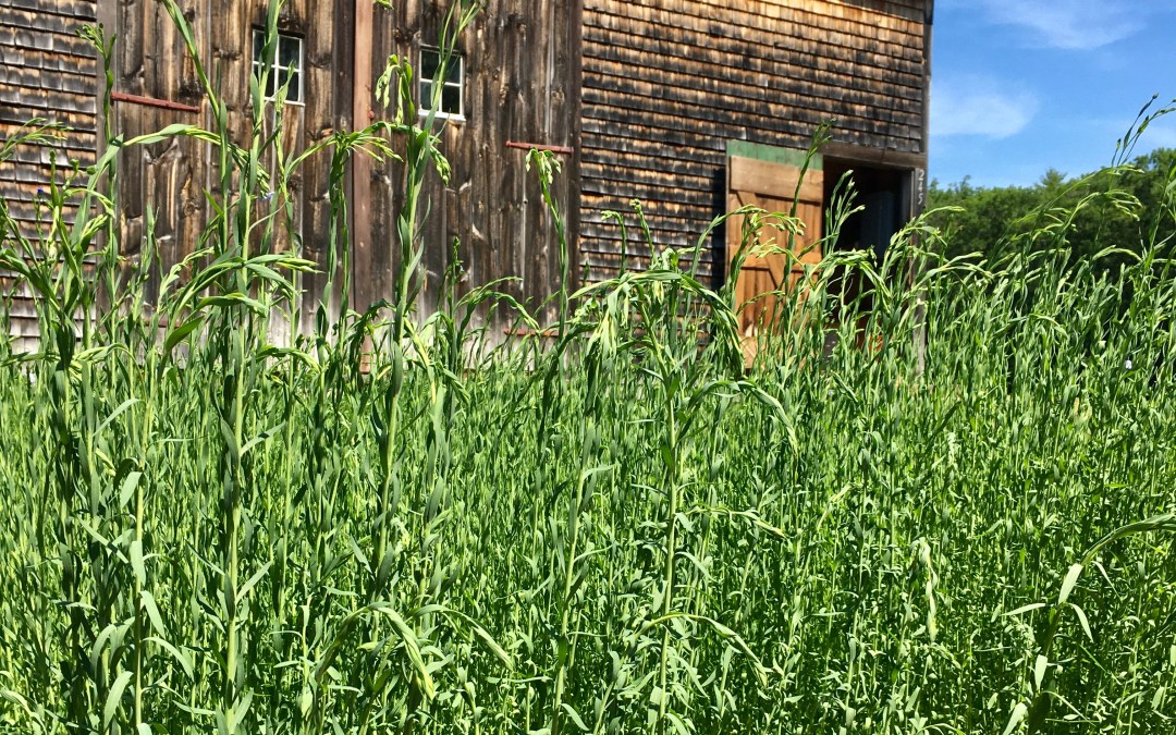 Gilmanton Historical Society