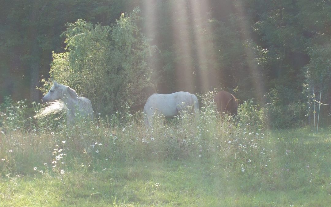 Redhaven Farm