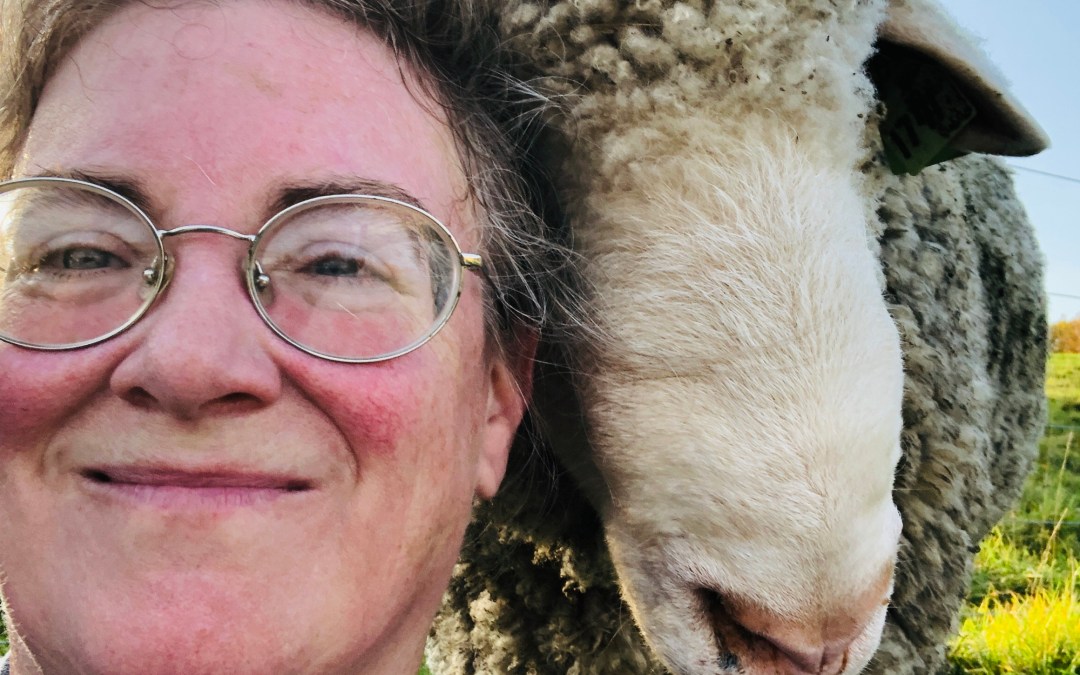 Rockin’ Sheep Farm