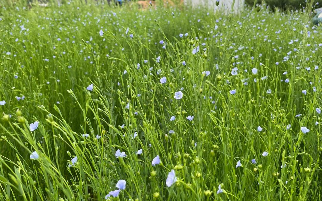 Hands Across Fiber Farm